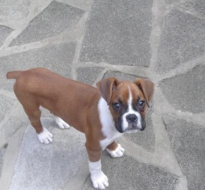 Handsome Boy