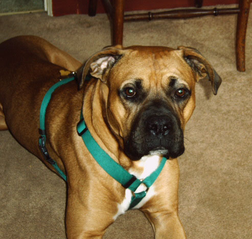 Handsome Boy!