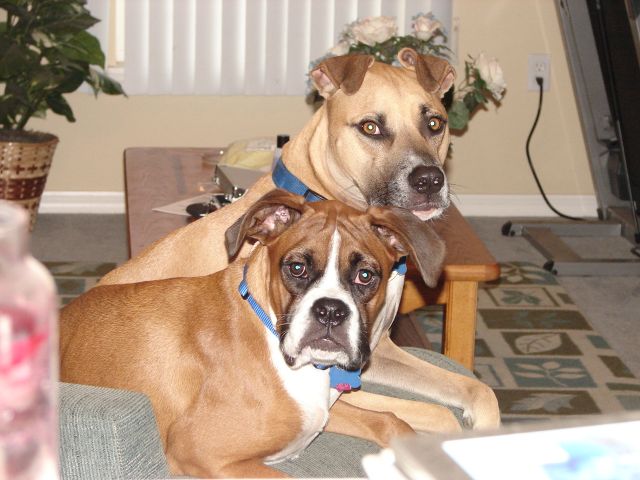 Handsome Boys
