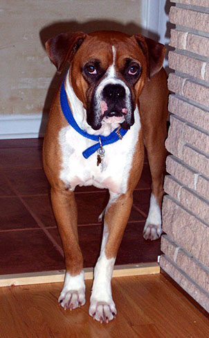 Handsome Buster Brown