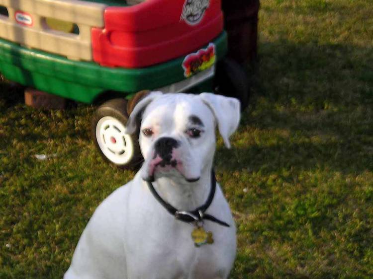 Handsome Harley