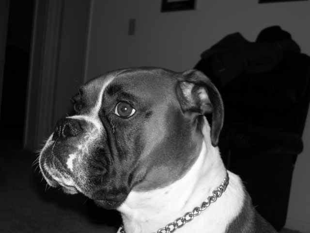 handsome in black and white.