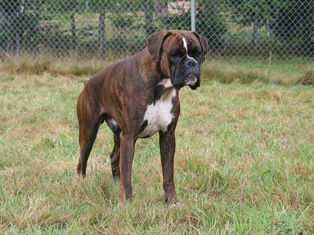 Handsome Loko