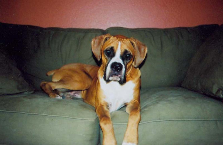 Handsome Mackenzie