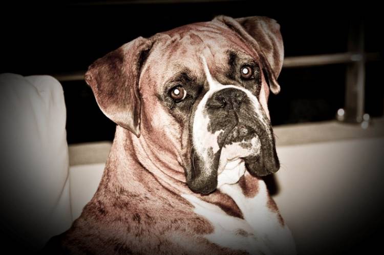 handsome mambo 2 years old