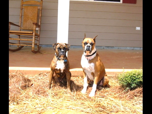 Handsome Pair