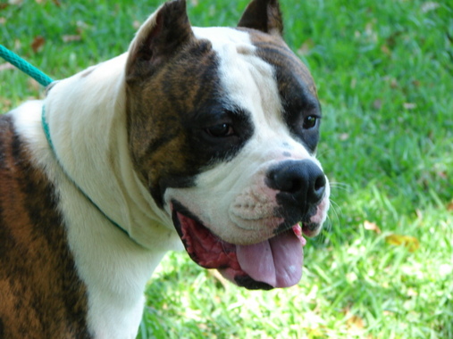 Handsome Petey