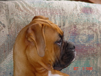 handsome_Buster