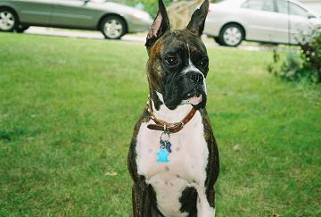 HandsomeBeau