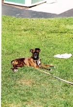 Hanging in the yard!