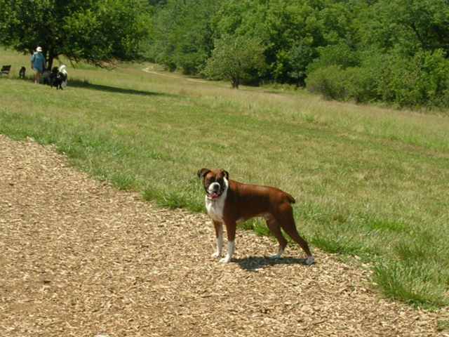 hanging out at the dog park