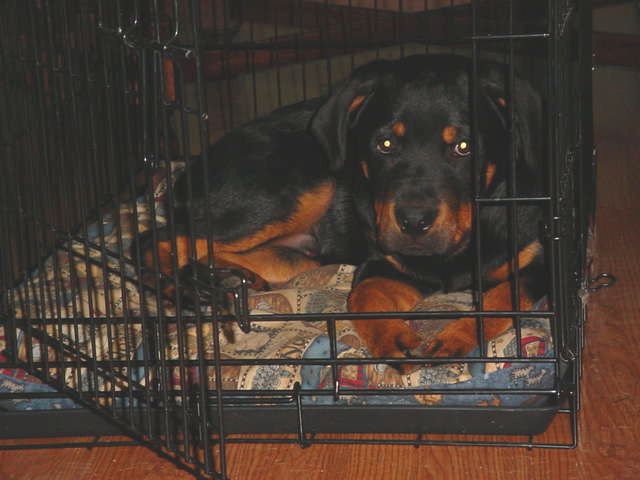 Hanging out in the crate
