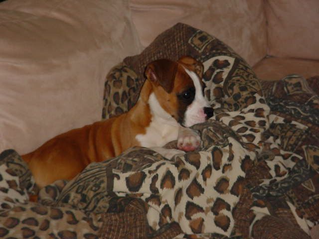 Hanging out on the couch