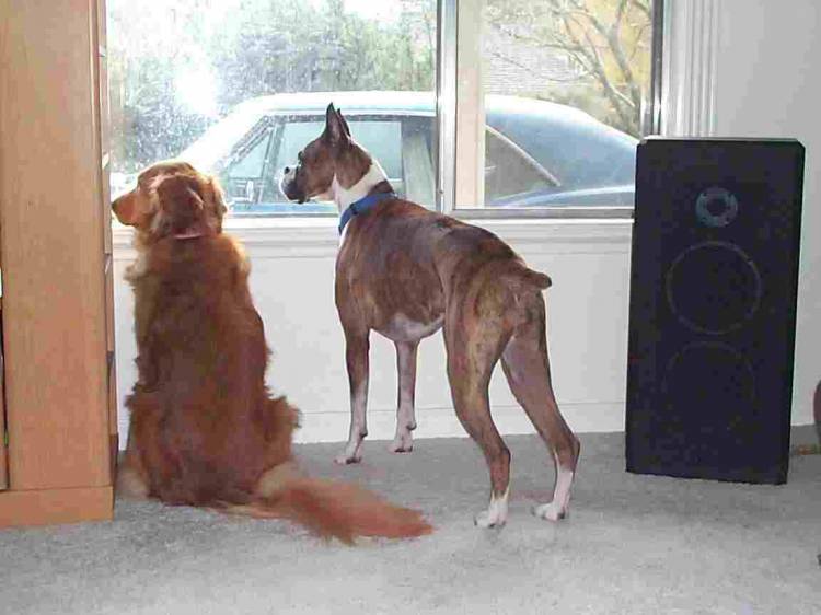 Hanging with a neighbor friend...what do we bark at next?
