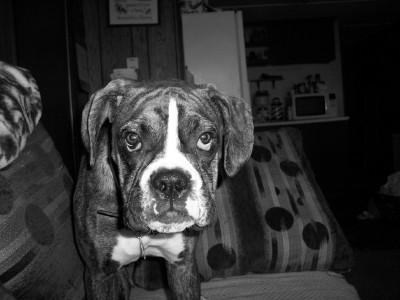 hank/3/15
