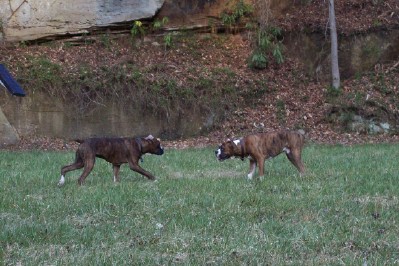 Hank and Tyson Showdown!