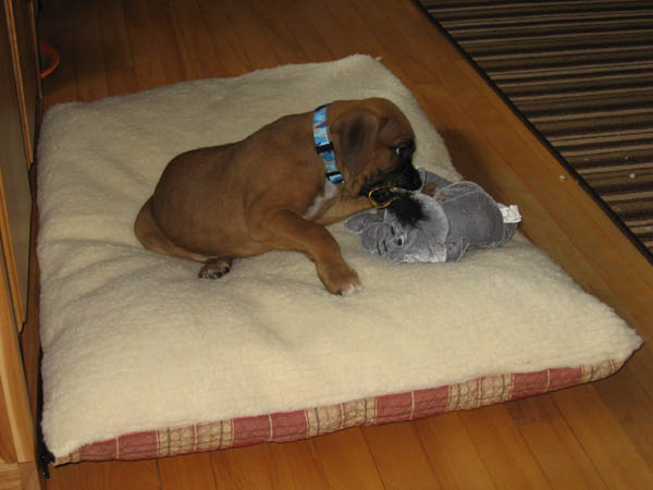 Hank on his doggy Bed
