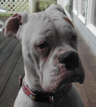 Hank