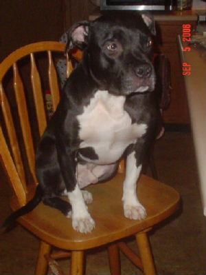 Hank