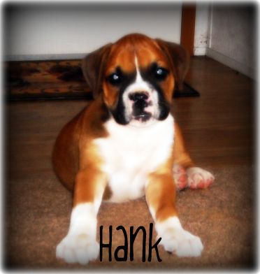 Hank