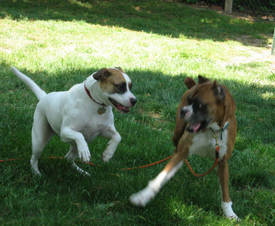 Hannah and Bugsy