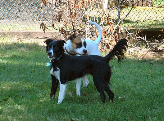 Hannah and Patches