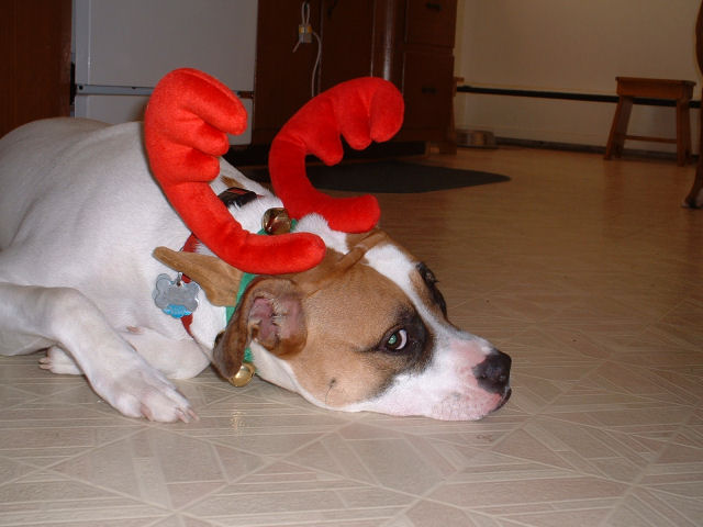 Hannah Antlers