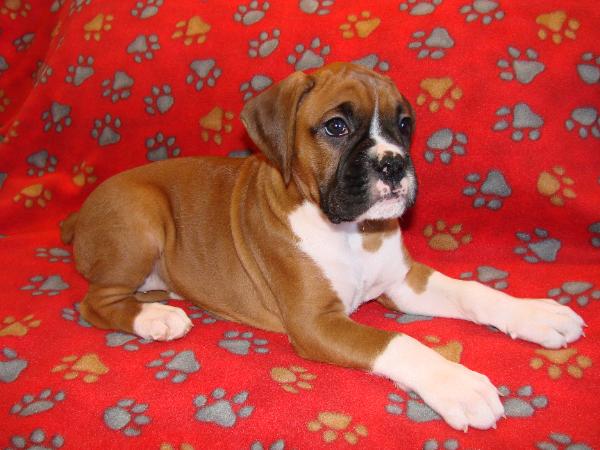 Hannah our new puppy.