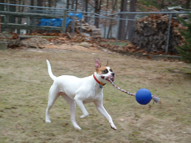 Hannah with Jolly Ball