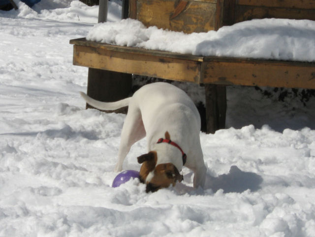 Hannah's Jolly Ball
