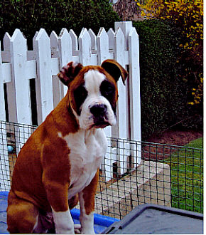 Hansome Brute
