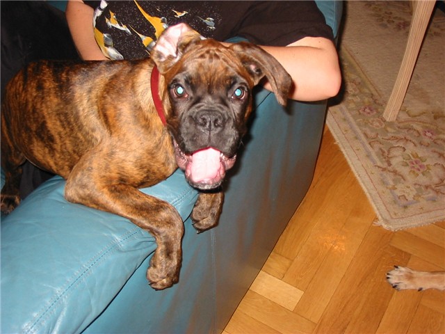 happEdog