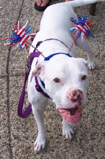 "Happy 4th of July....ooops, I mean WOOF"