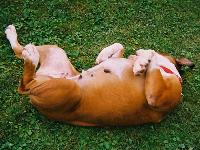 Happy Boxer