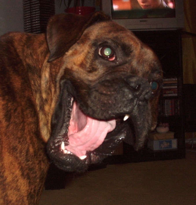 Happy dog