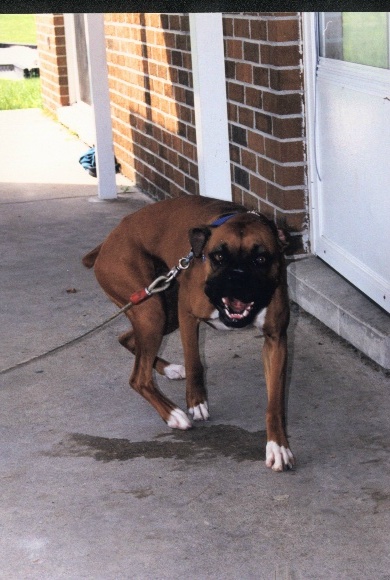 happy dog