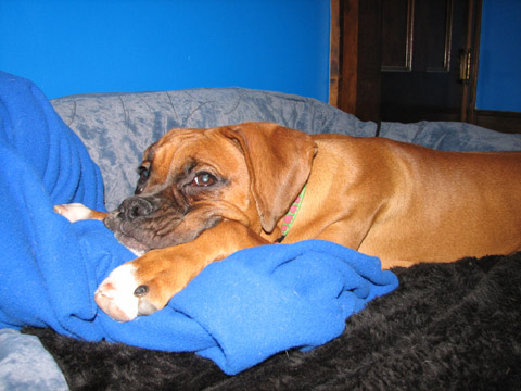 Happy Friday in her new puppy bed