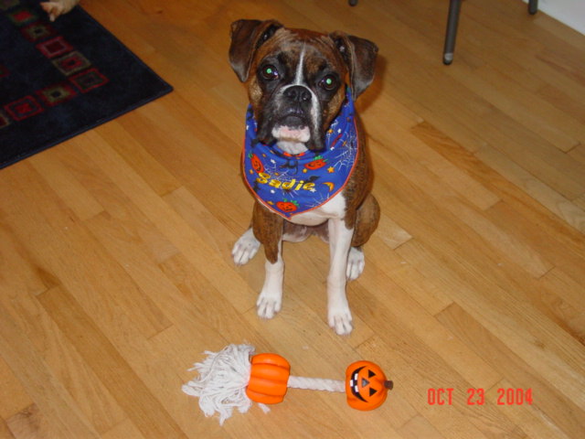 Happy Halloween Sadie!
