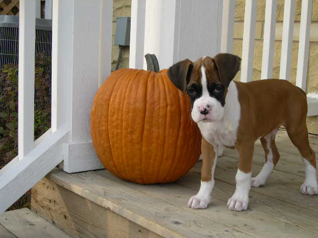 Happy Halloween