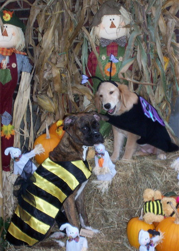 Happy Halloween!