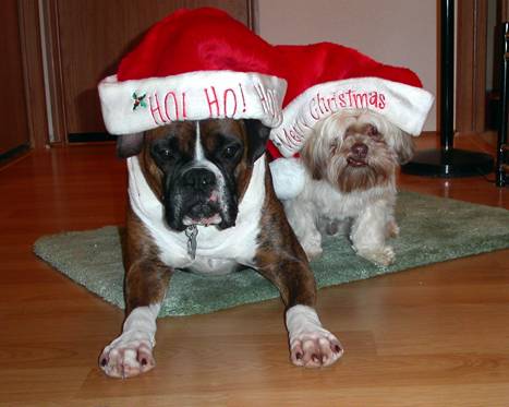 Happy Holidays from Rosco and Moe