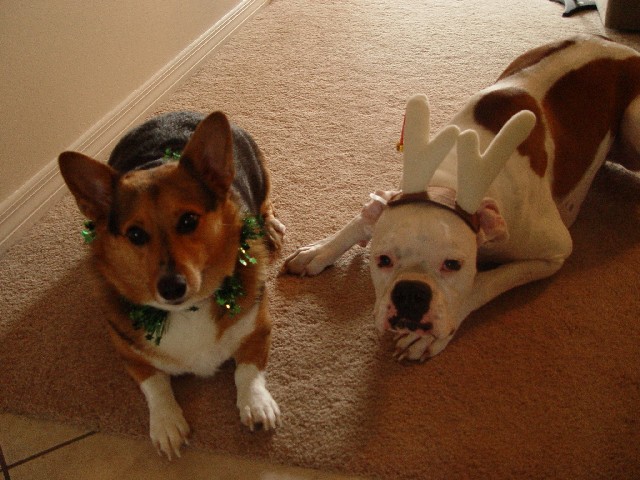 Happy Holidays!!