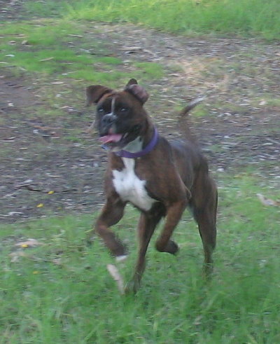 Happy Koda