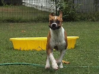 Happy pup
