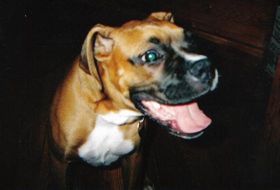 happy pup