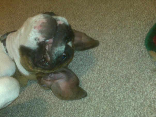 happy puppy <3