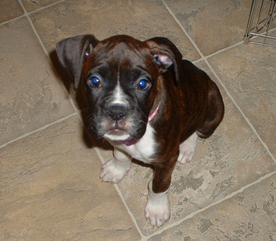 Happy Puppy... Sad Face