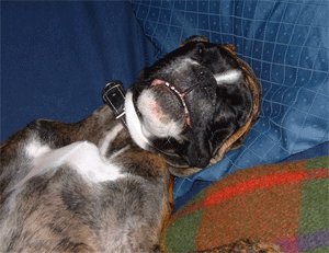 Happy puppy!