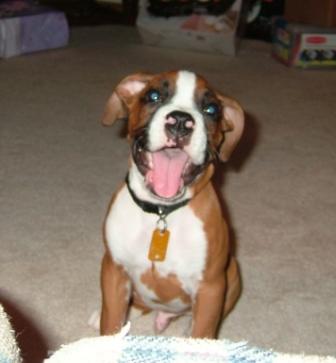 Happy puppy