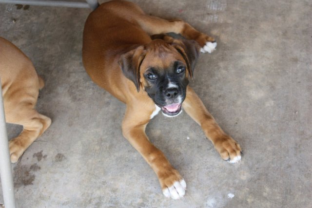 Happy Puppy